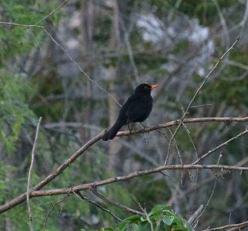 Eurasian Blackbird