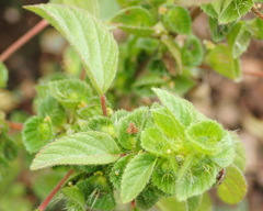 Acalypha villicaulis
