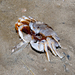 Ocypode ceratophthalma - Photo (c) Ria Tan, algunos derechos reservados (CC BY-NC-SA)