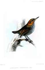 Tawny-Faced Gnatwren photo 1