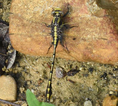 Phanogomphus militaris