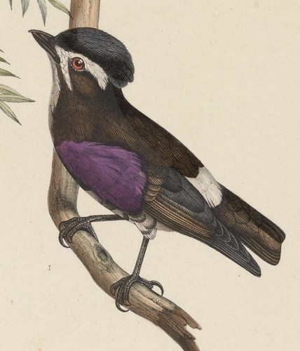 Witkeeldwergcotinga