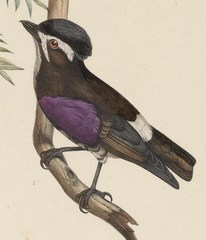 White-Browed Purpletuft photo 2