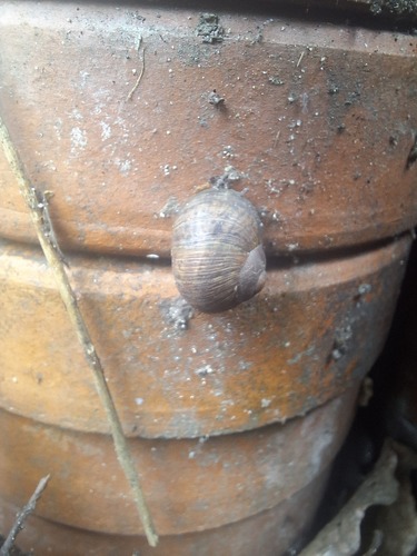 Cornu aspersum