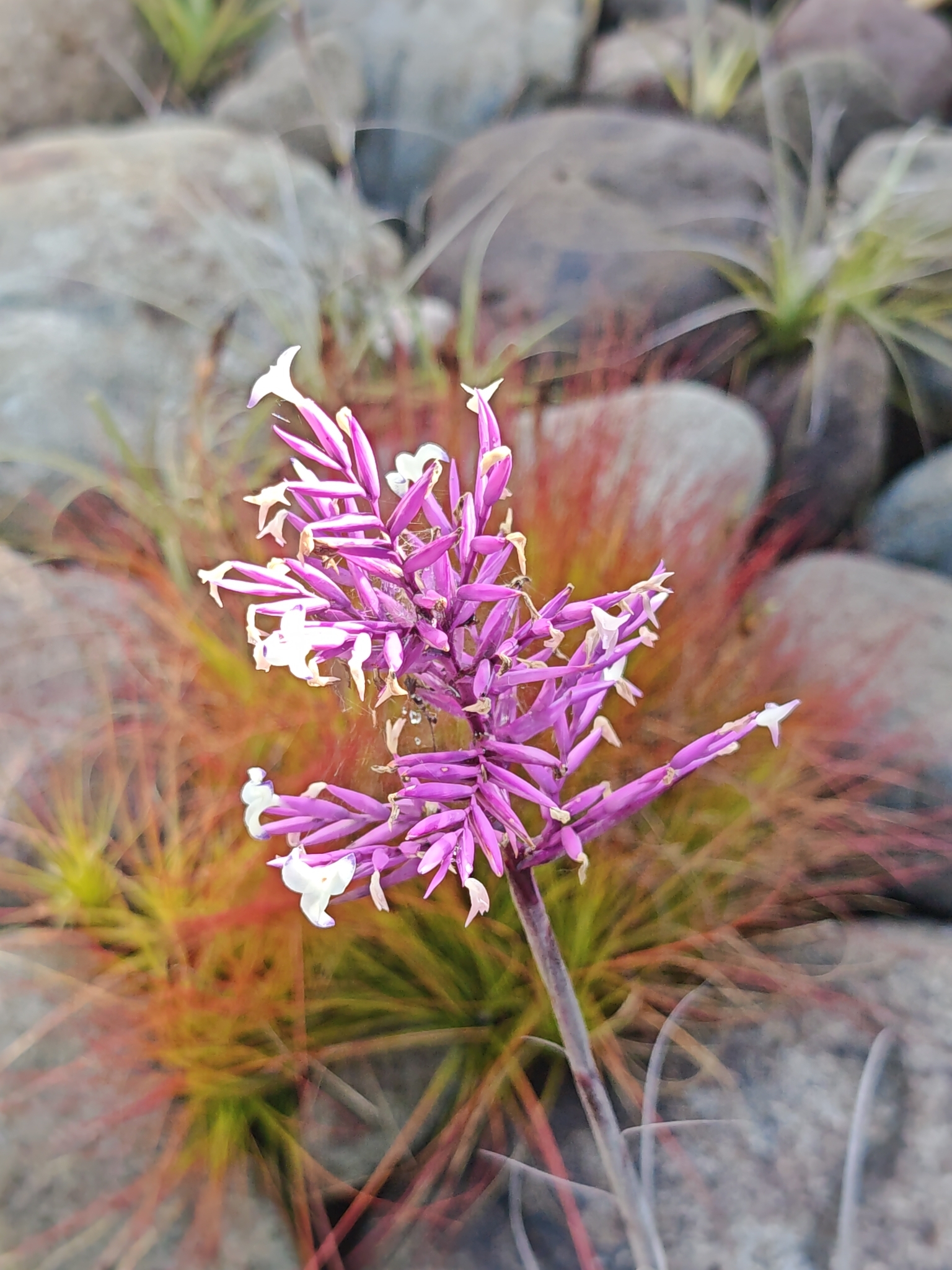 Air plant