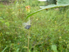 Auchenorrhyncha
