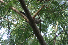 Campylorhynchus fasciatus image