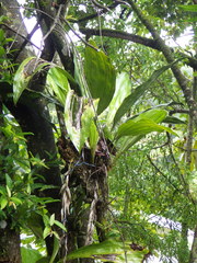 Stanhopea