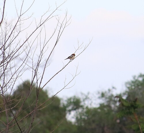 Woodchat Shrike