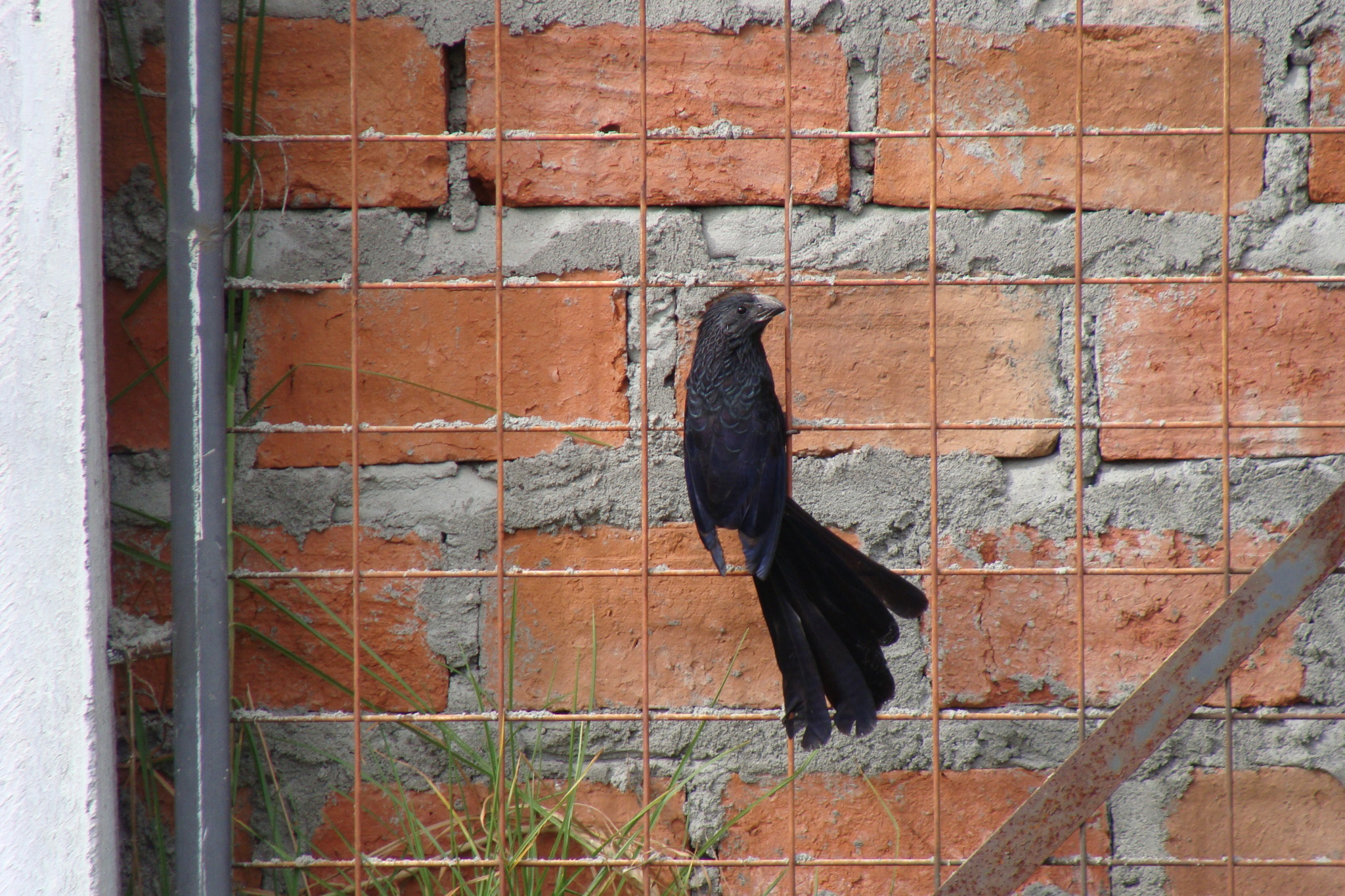 Crotophaga sulcirostris image