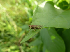 Auchenorrhyncha