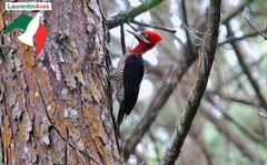 Campephilus robustus