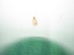 Sparganothis tristriata