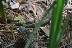 Nerodia erythrogaster