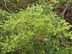 Pittosporum pentandrum