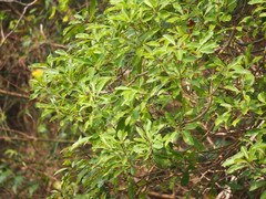 Pittosporum pentandrum
