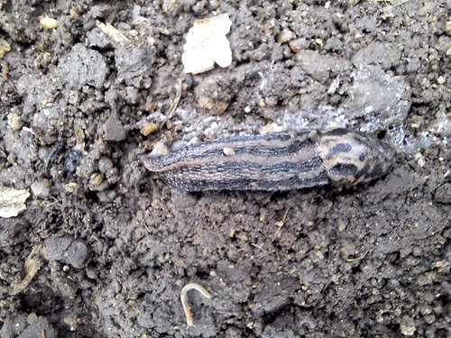 Limax maximus