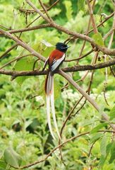 African Paradise Flycatcher photo 4
