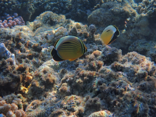 Exquisite Butterflyfish — seen at this dive site