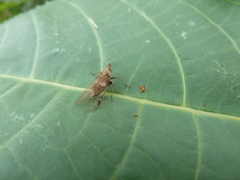 Auchenorrhyncha