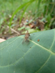 Auchenorrhyncha