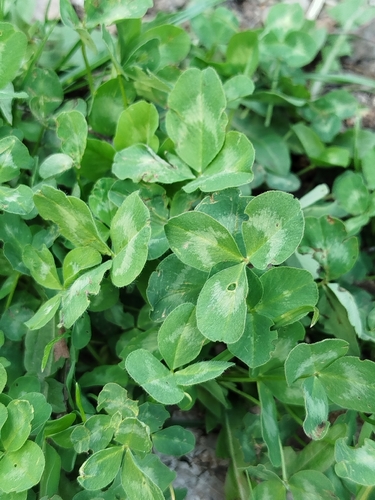 Red Clover