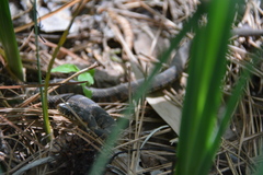 Nerodia erythrogaster
