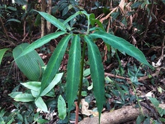 Arisaema heterophyllum