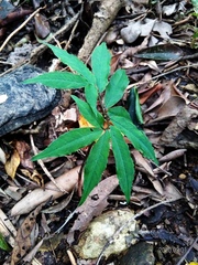 Arisaema heterophyllum