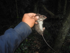 Ototylomys chiapensis