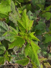 Malachra fasciata, photograph (c) Silvia Ten, some rights reserved (CC BY)