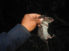 Ototylomys chiapensis