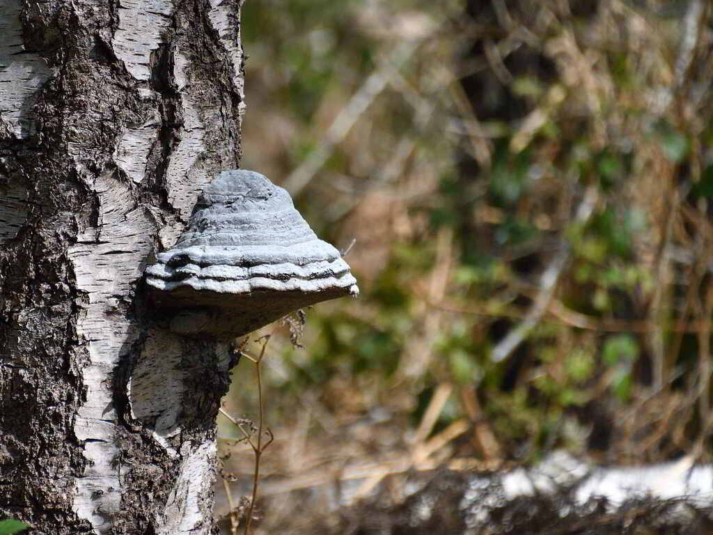 Fomes fomentarius · April 2026 · photo: © nikonbird007 (iNaturalist, cc0)