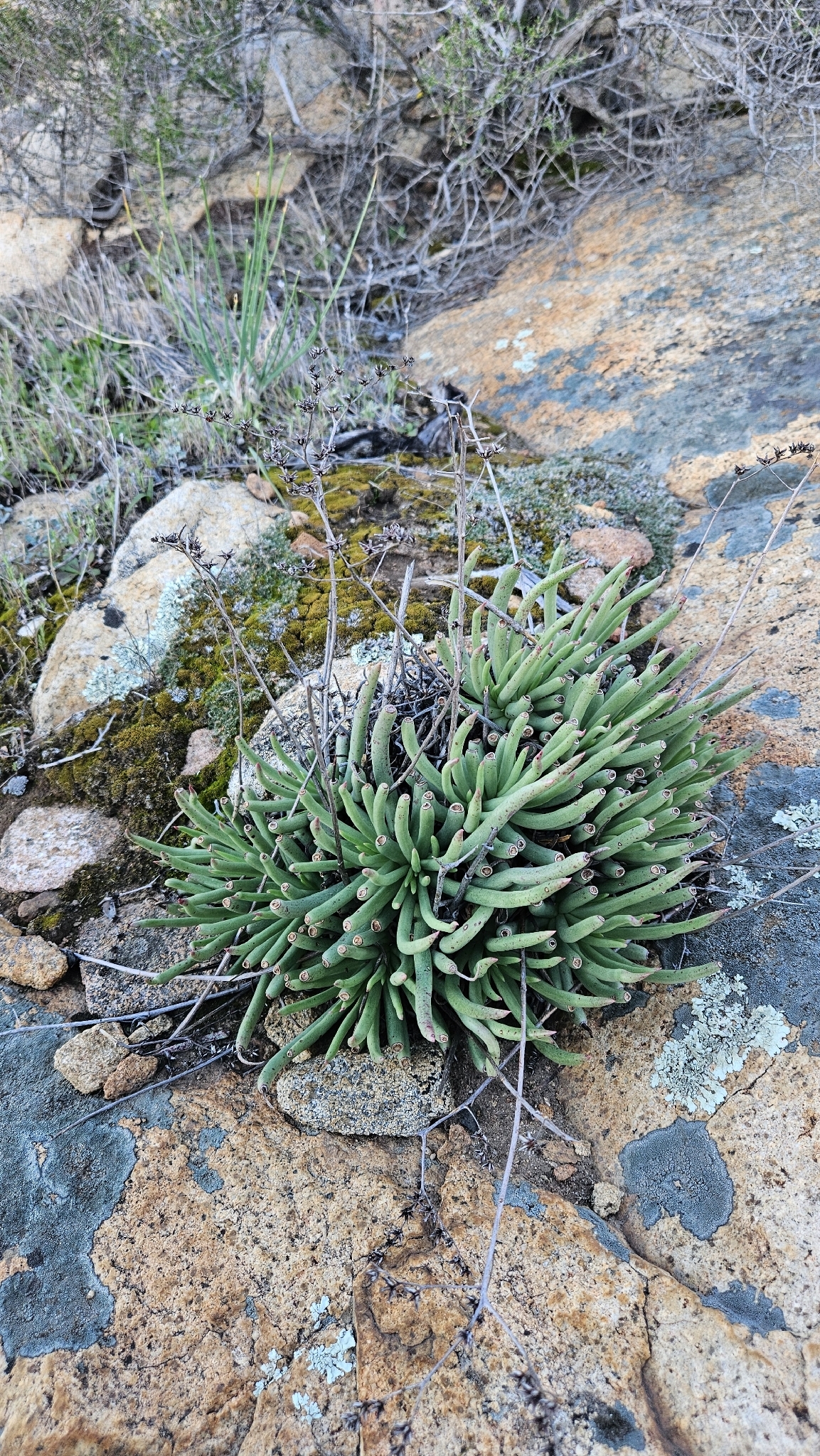 Imagem de Dudleya edulis