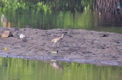 Numenius phaeopus variegatus