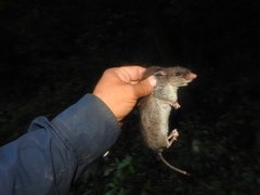 Ototylomys chiapensis