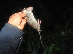Ototylomys chiapensis