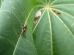 Auchenorrhyncha