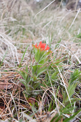 Castilleja hispida acuta