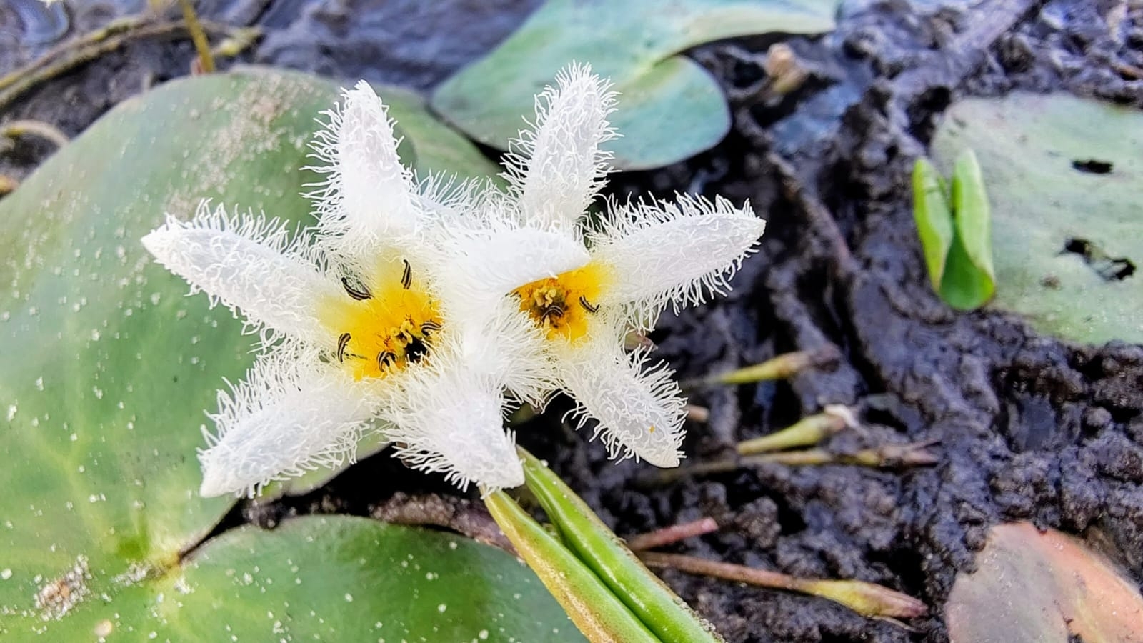 Nymphoides humboldtiana