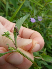 Anthophila
