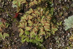 Riccia campbelliana