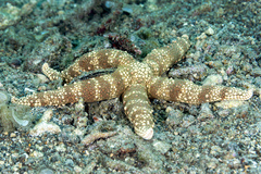 Nardoa tuberculata
