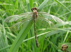 Ophiogomphus colubrinus
