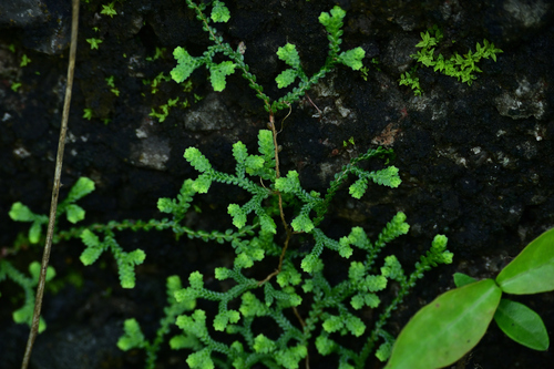 Selaginella sinensis