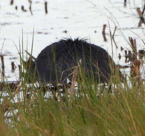 iNaturalist image