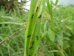 Camponotus