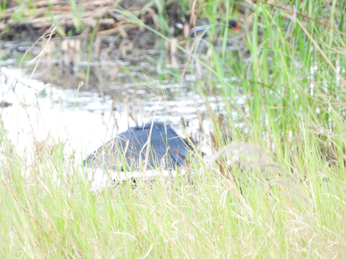 iNaturalist image