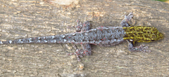 Lygodactylus picturatus