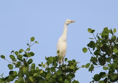 Bubulcus ibis coromandus